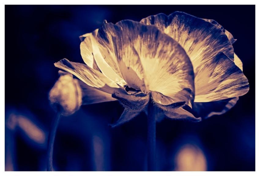 Flower Artistic Macro Dark Background