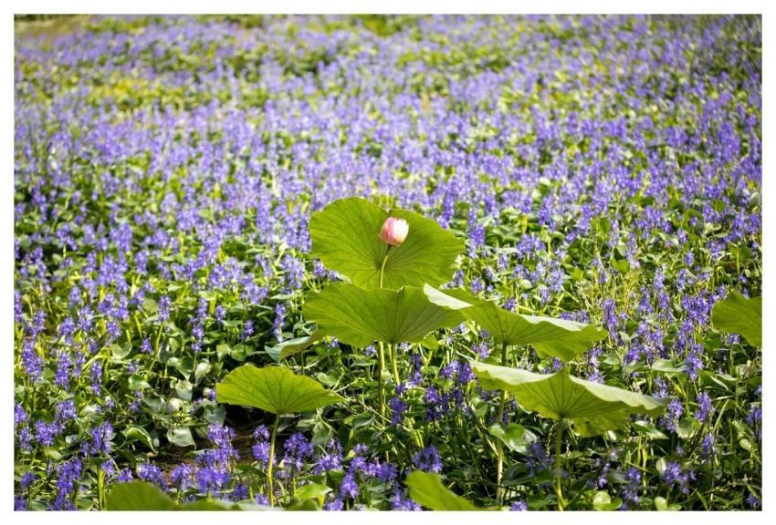 Flower Nature Flower Wallpaper Beautiful Flowers