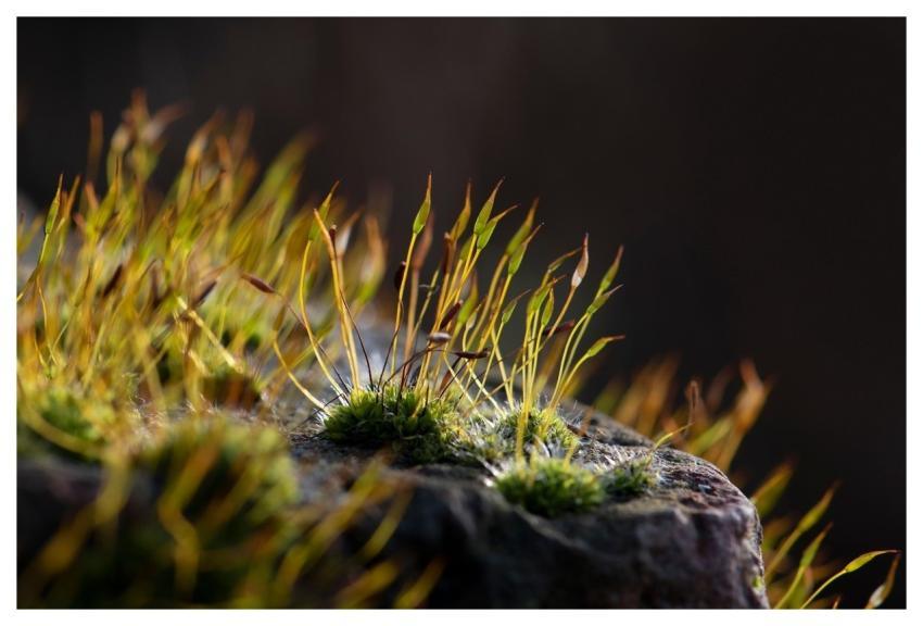 Moss Nature Brick Wall Illuminated