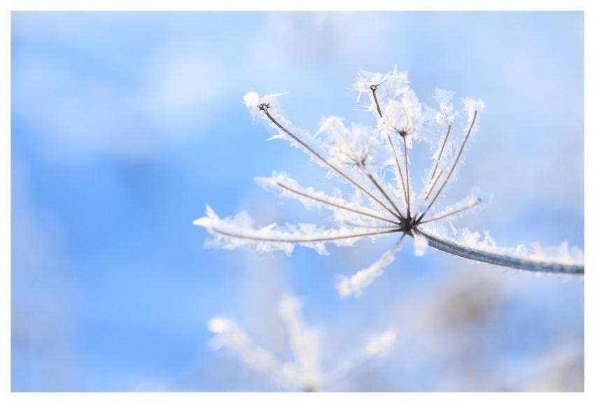 Snowflakes Cold Frost Nature