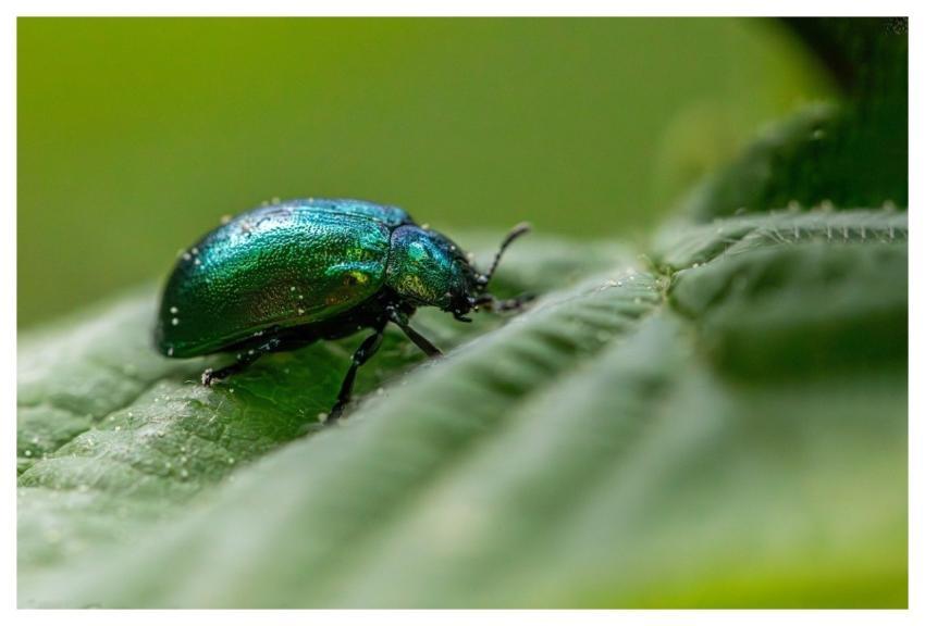 Entomology Arthropods Beetles Biodiversity