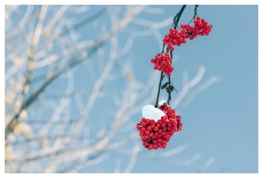 Rowan Branches Winter Snow