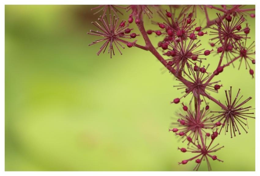 Plant Climber Plant Abstract Background