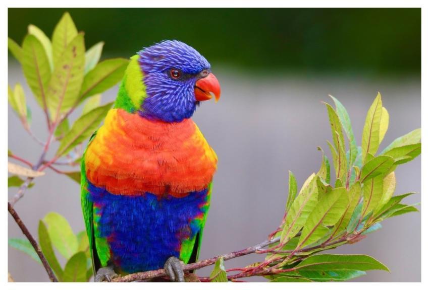 Lorikeet Bird Perched Parrot