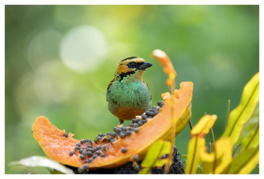 Bird Golden Eared Tanager Tanager Animal