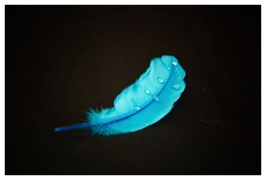Blue Feather Drop Abstract