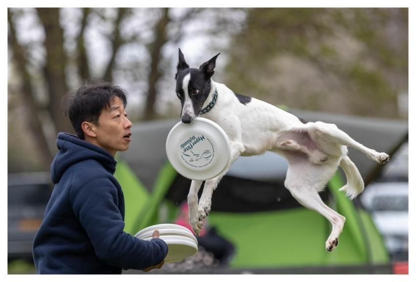 Frisbee Dogfrisbee Animal Dog