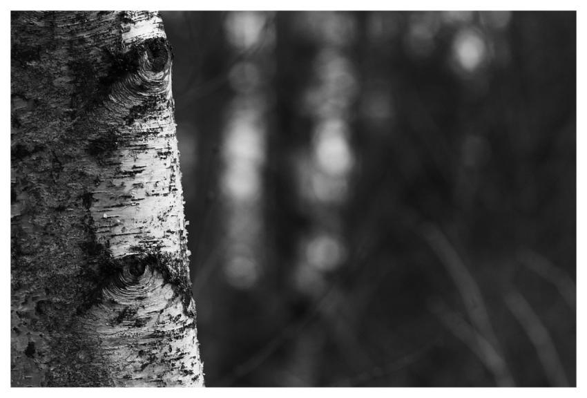 Abstract Nature Tree Outdoors