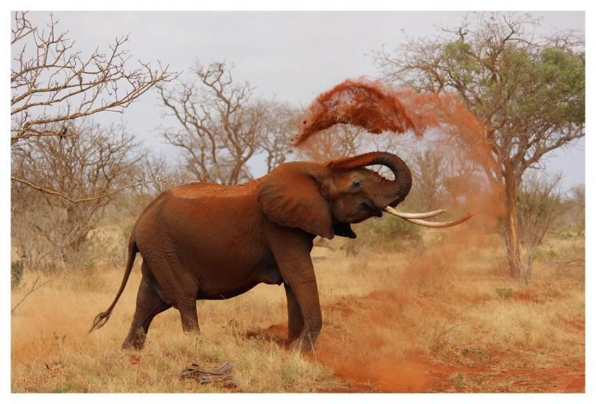 Elephant Animal Zoo African Bush Elephant