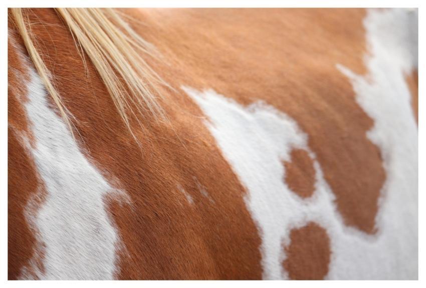 Horse Coat Animal Equine