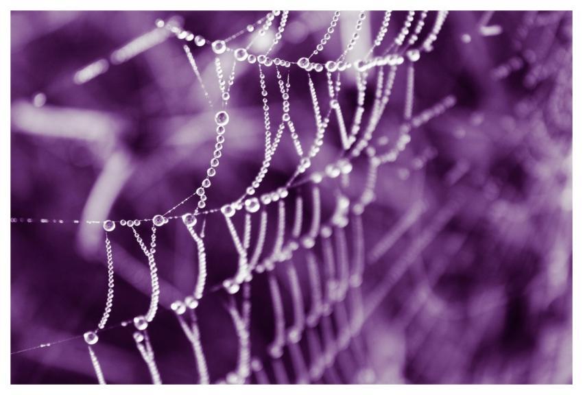 Web Dew Dew Drops Dew Drops On The Web