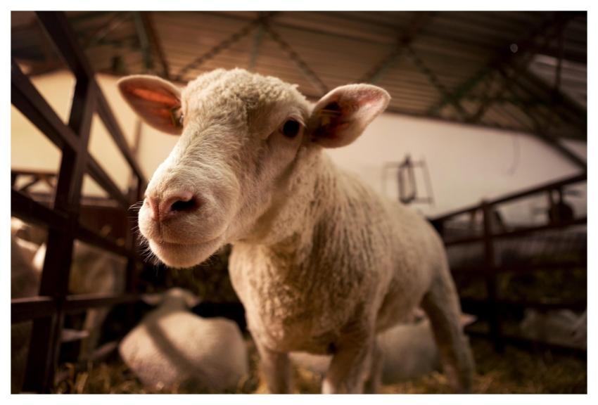 Sheep Lamb Nature Livestock Farming