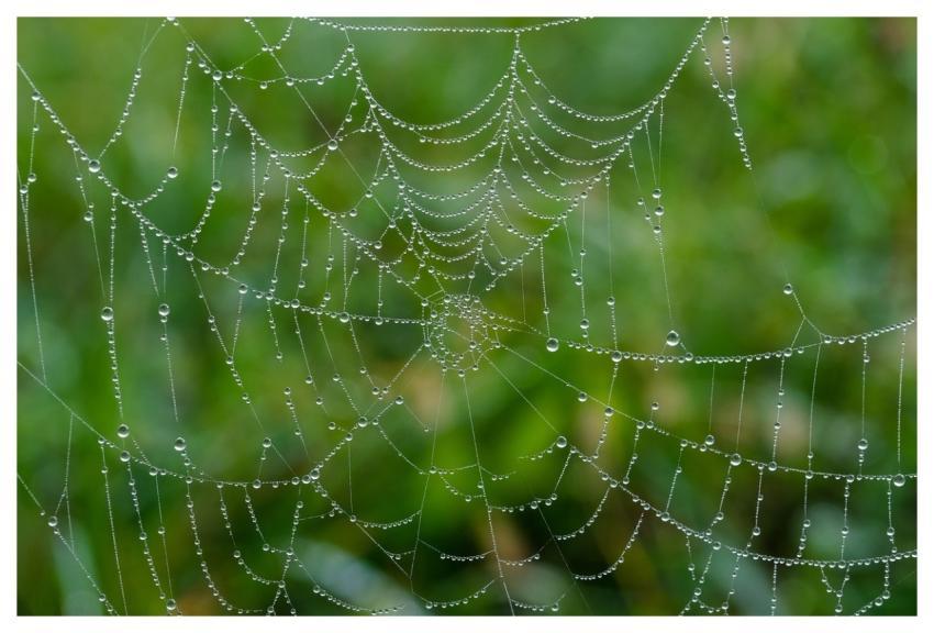 Spider Web Web Wet Waterdrop