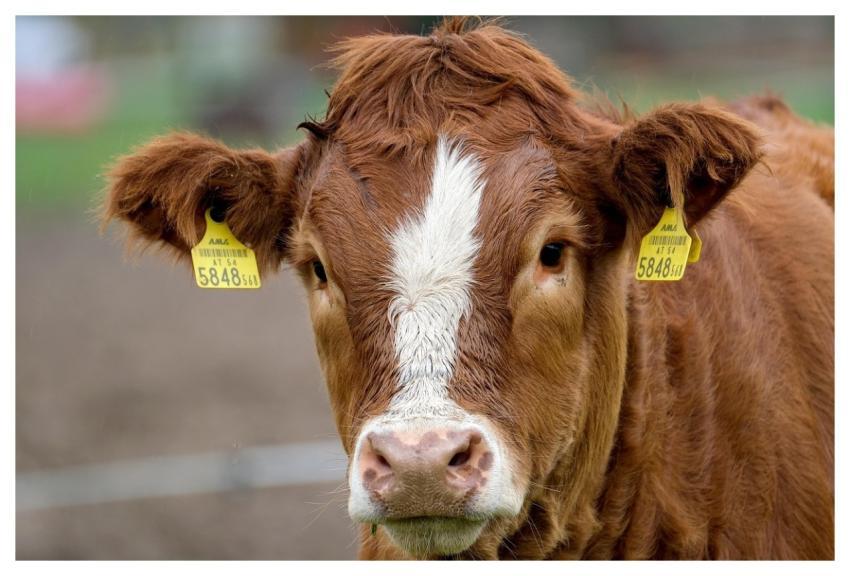 Cow Calf Cattle Nature