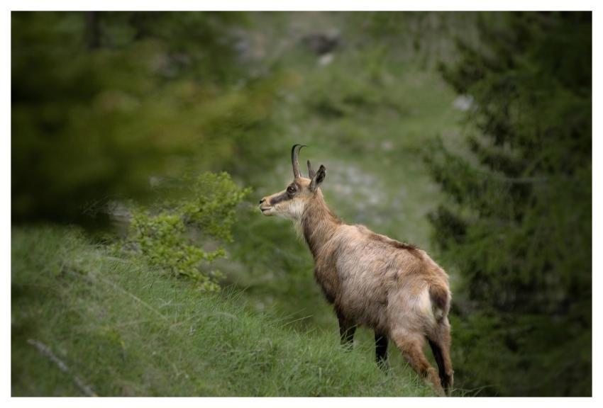 Chamois Animal Mammal Rupicapra Rupicapra