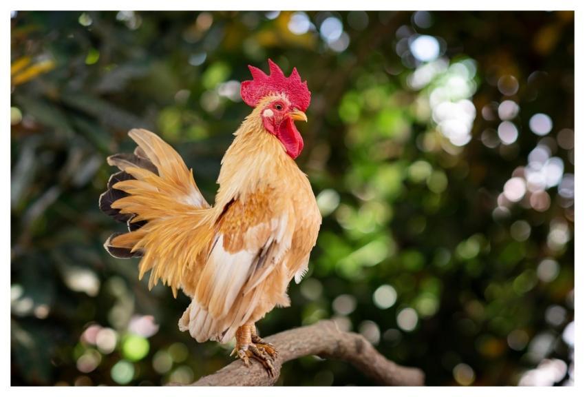 Chicken Bird Animal Rooster