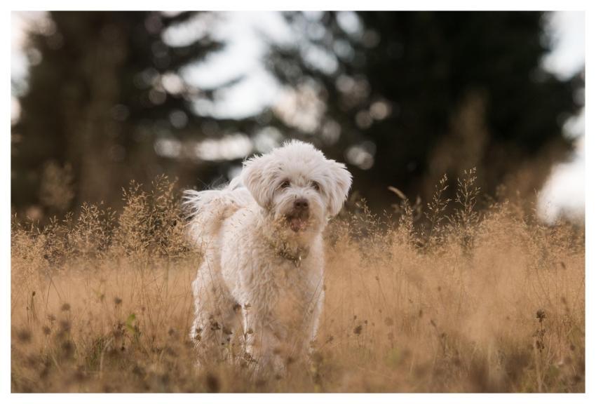 Dog Pet Canine Animal