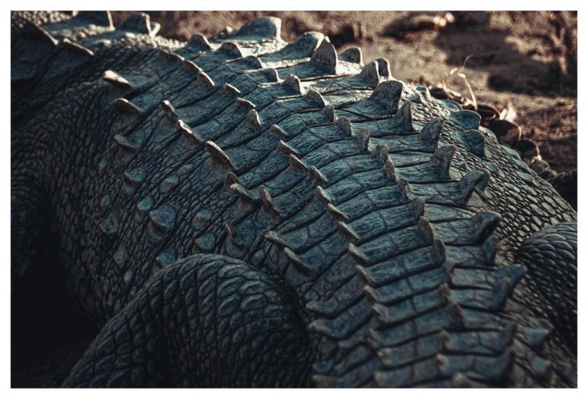 Reptile Crocodile Animal Species