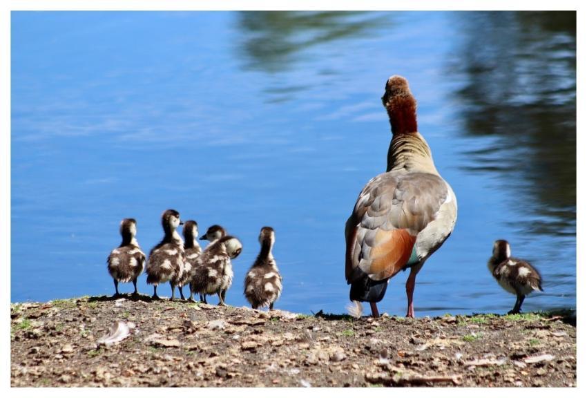 Egyptian Geese Wild Geese Goslings Chick