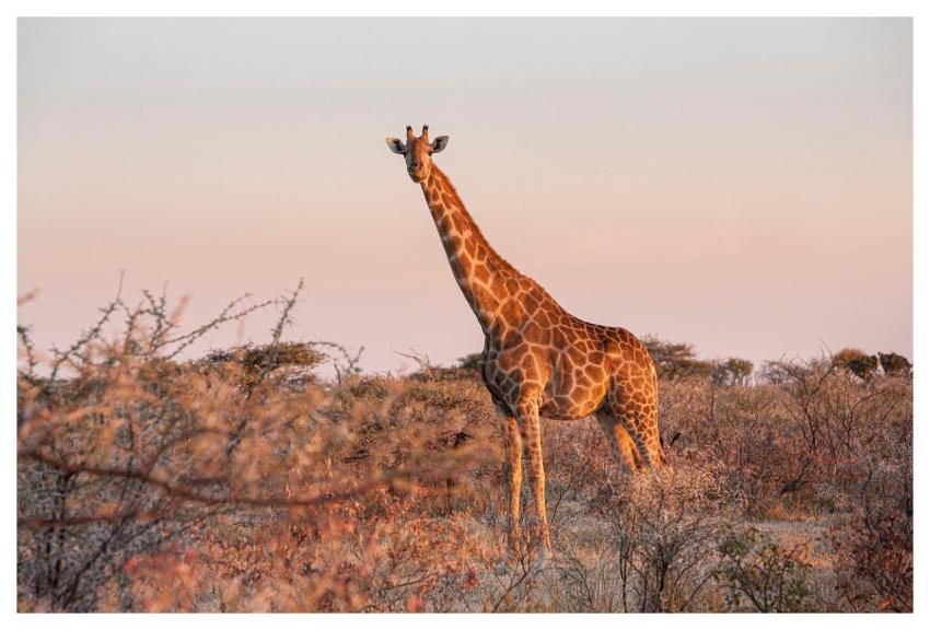 Giraffe Animal Safari Giraffa Camelopardalis