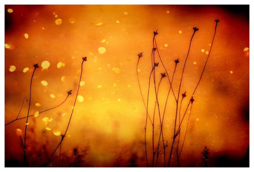 Plant Grasses Orange Abstract