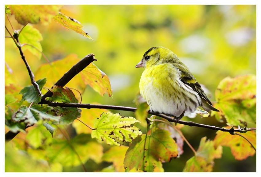 Bird Perched Animal Feathers