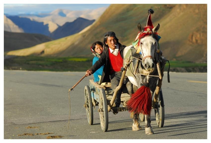 Horse Drawn Carriage Transportation Couple Coach