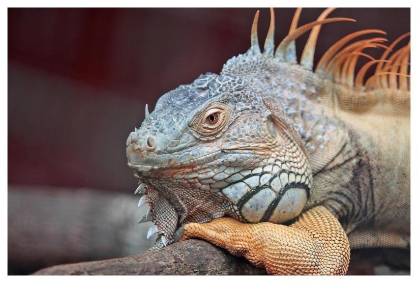 Iguana Reptile Nature Lizard