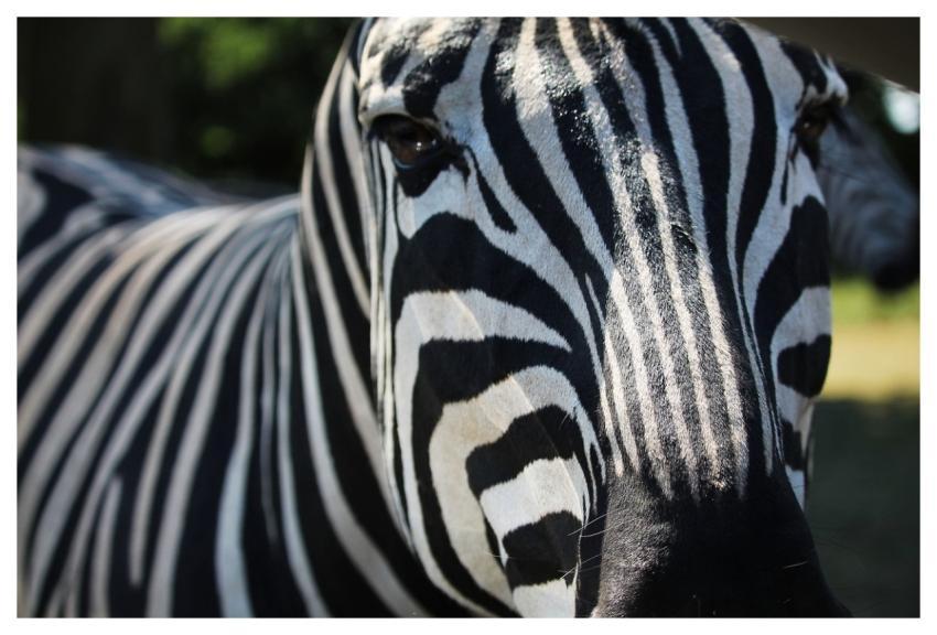 Zebra Head Nature Stripes