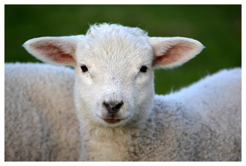 Lamb Animal Mammal Nature