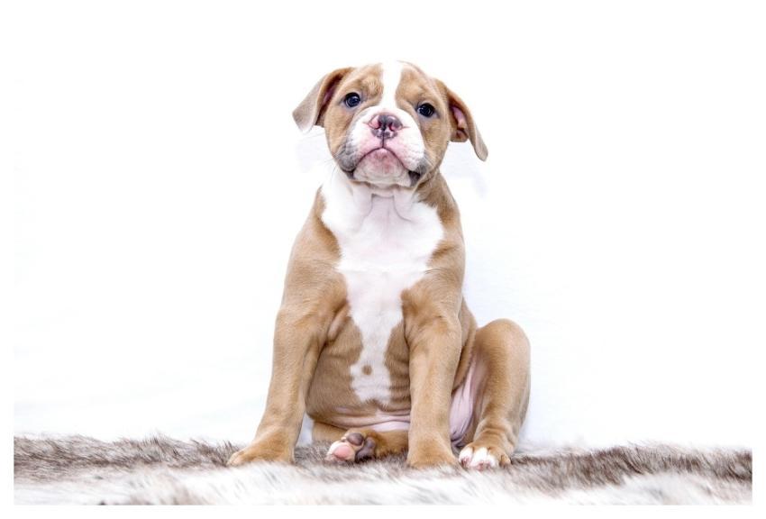 Puppy Bulldog Dog Animal