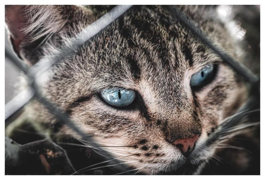 Cat Pet Feline Animal