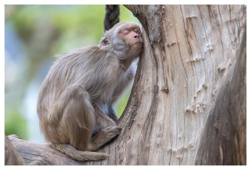 Monkey Animal Sleep Rest