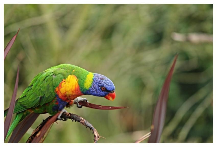 Parrot Lorikeet Bird Perched