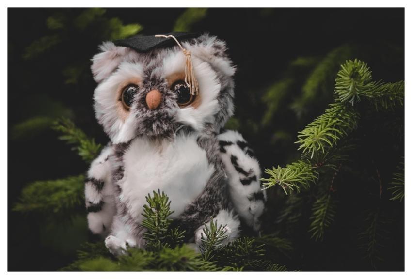 Owl Stuffed Animal Graduate Conclusion