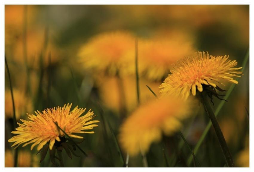 Dandelion Wallpaper Hd Free Background 4K Wallpape