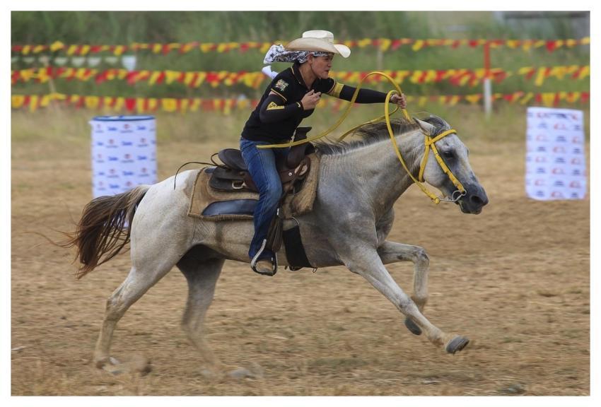 Horse Rider Sport Animals