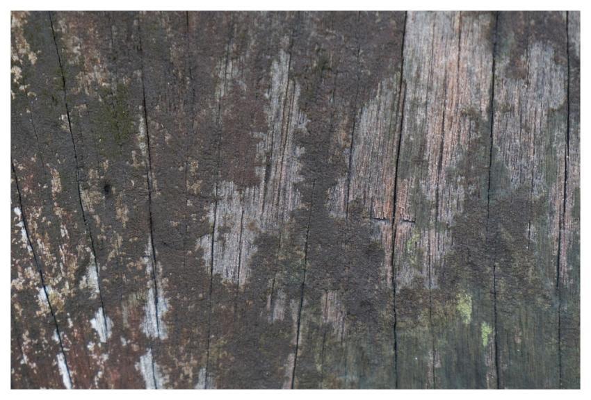 Wood Timber Texture Abstract