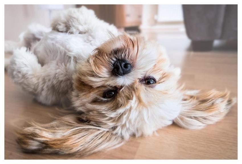 Dog Pet Canine Animal