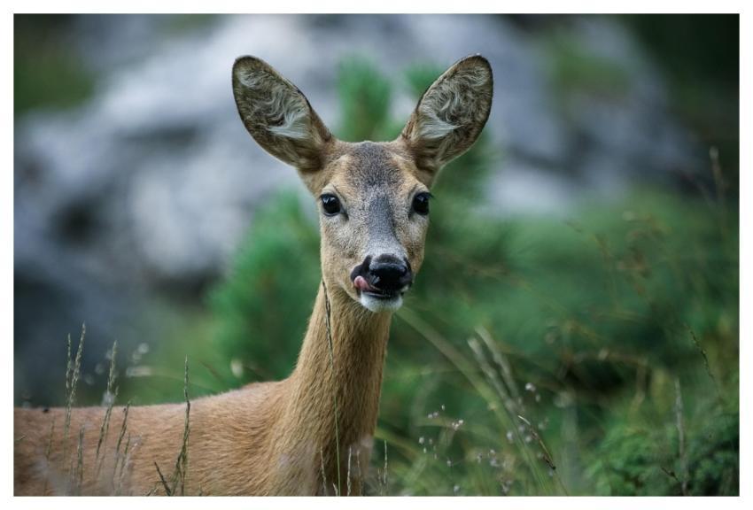 Animal Roe Deer Mammal Nature
