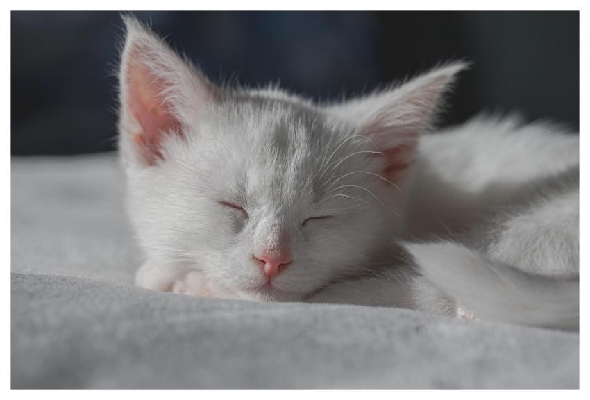 Cat Kitten Pet Sleep