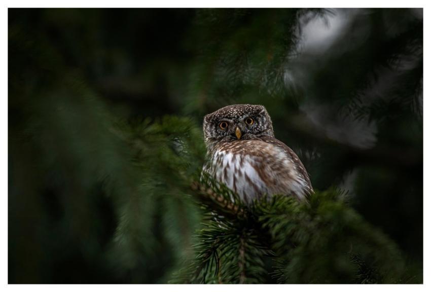 Eurasian Pygmy Owl Owl Bird Beak
