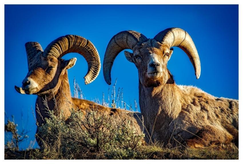 Bighorn Sheep Bighorn Sheep Horns