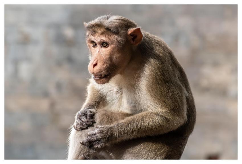 Animal Closeup Fur Hairy