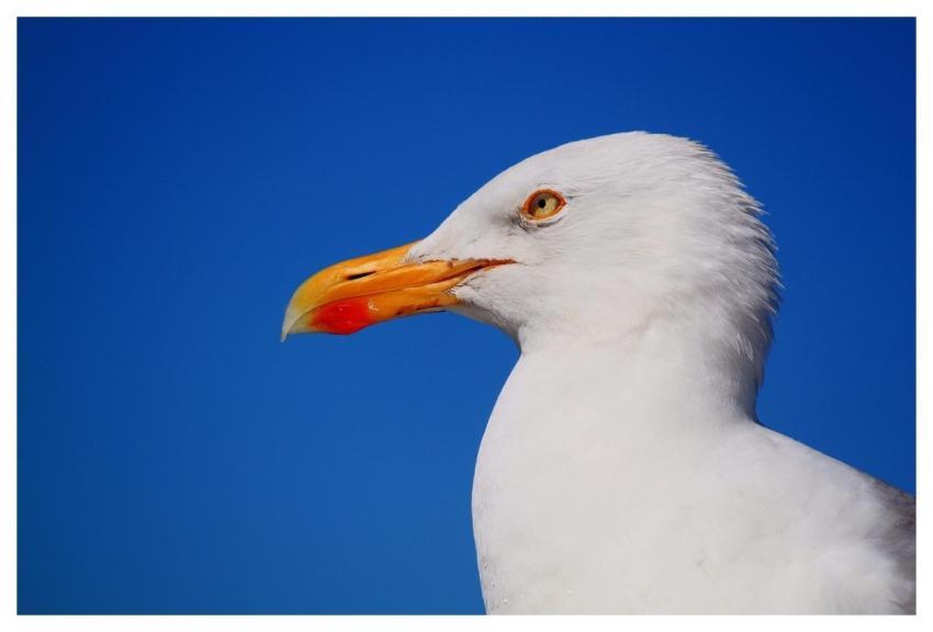 Seagull Bird Animal Gull