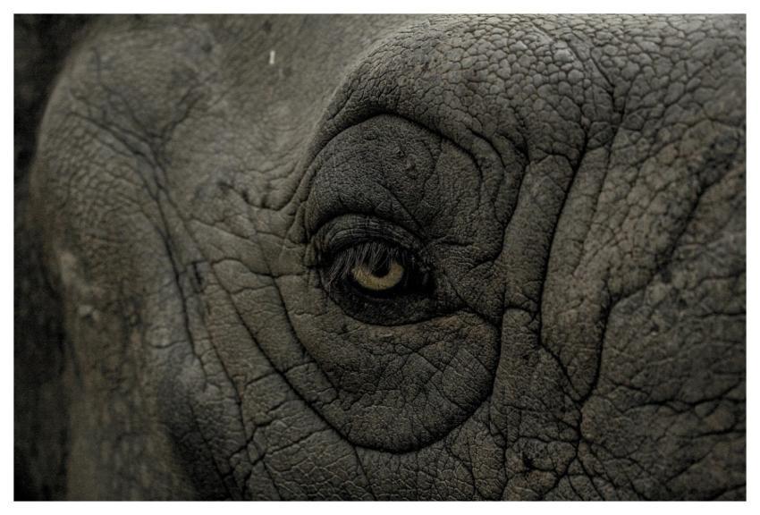 Eye Elephant Gray Elephant Eye