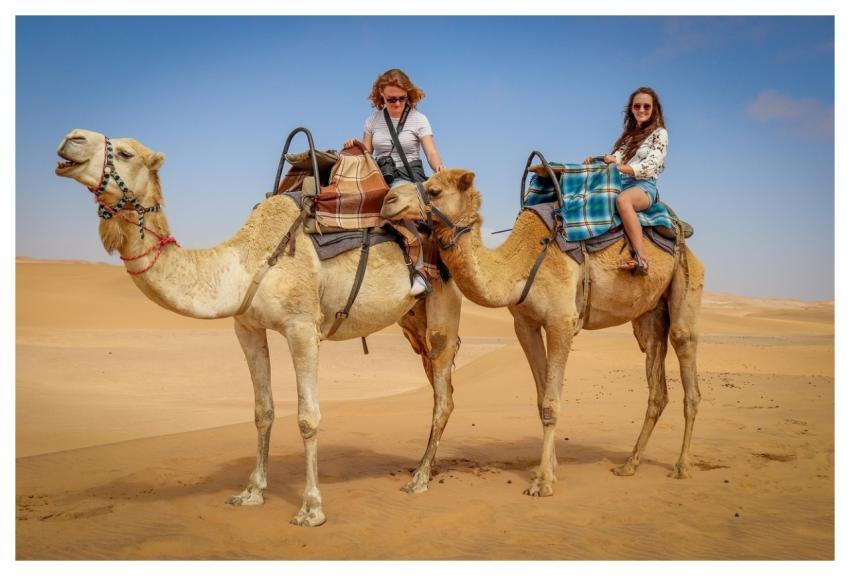 Camel Desert Namib Desert Blue Skies