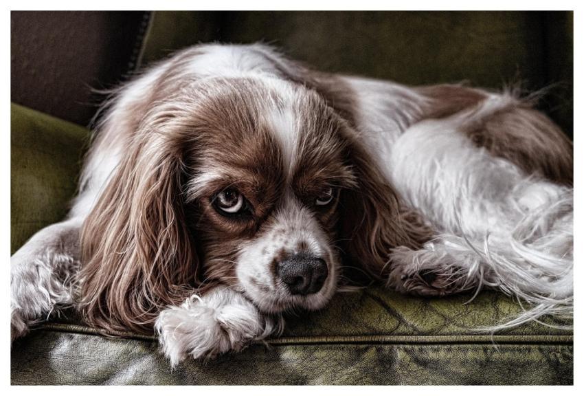 Dog Animal Pet Canine