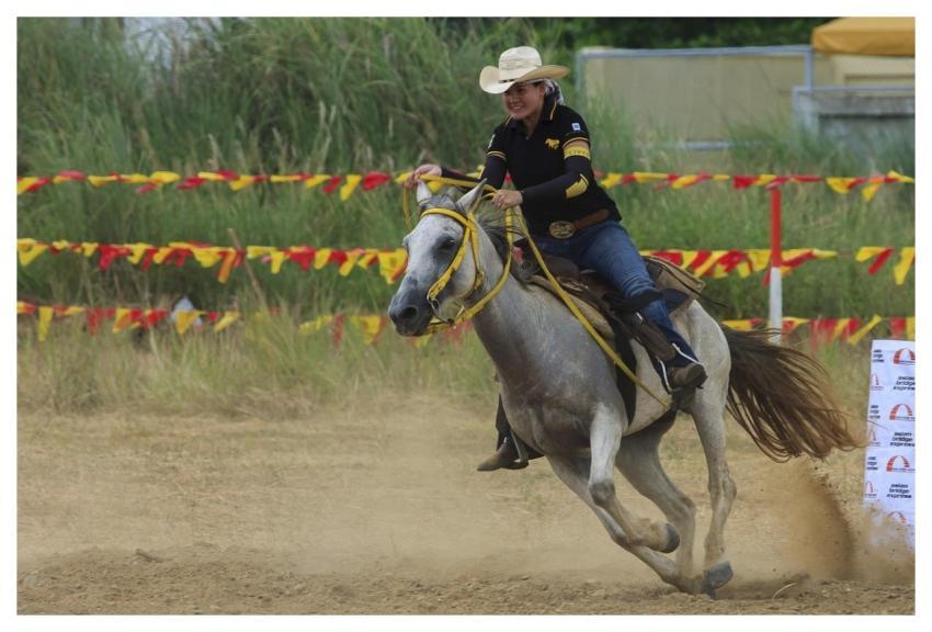 Horse Rider Sport Animals