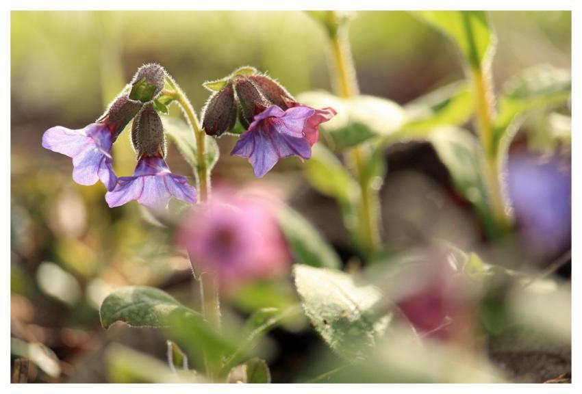 Lungwort Spring Edge Of Field Medicinal Plant